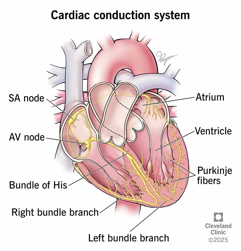 Conducting system of the heart